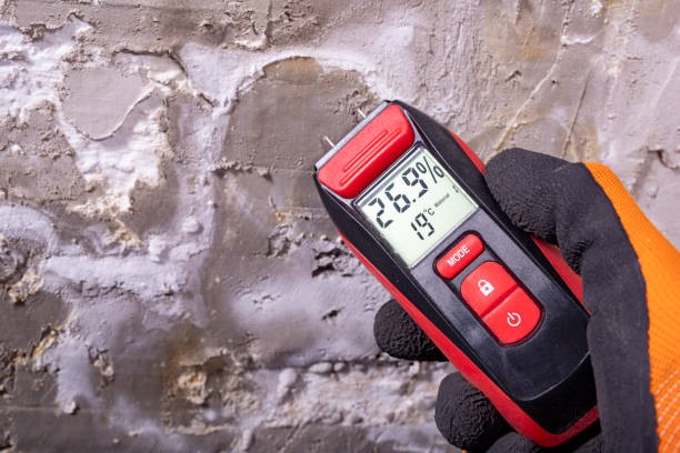 Best Post-Flood Mold Remediation in Murphy, MO