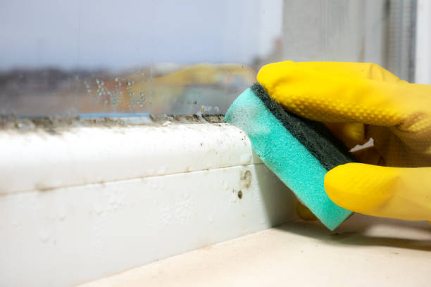 Best Industrial Mold Remediation in Murphy, MO