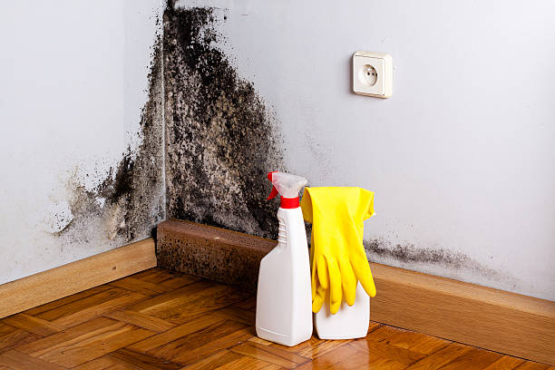Best Residential Mold Remediation in Murphy, MO