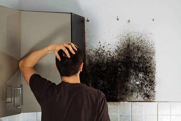 Best Black Mold Remediation in Murphy, MO
