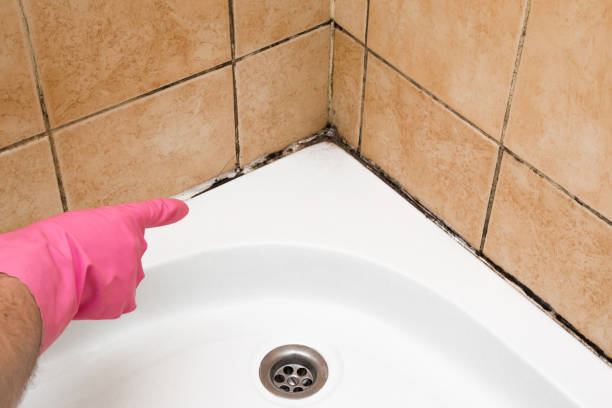 Best White Mold Remediation in Murphy, MO